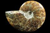 Polished, Agatized Ammonite (Cleoniceras) - Madagascar #88143-1
